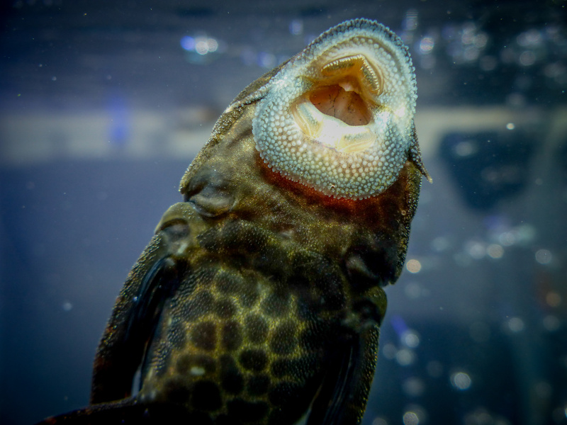 Fish-sucker plecostomus in aquarium.